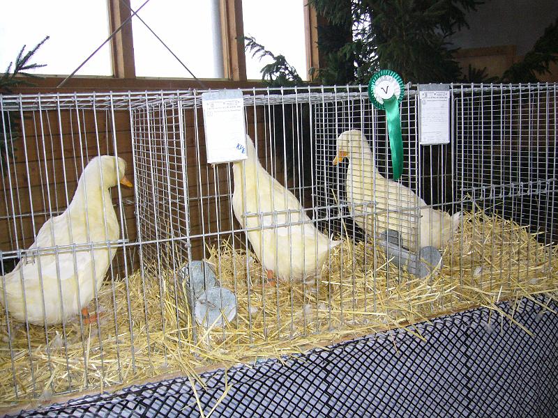 Kreisschau Coesfeld 2008 014.jpg - Schauimpressionen der Kreisschau Coesfeld 2008